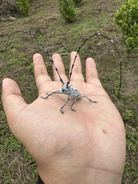 Минута отдыха Красота и уникальность безобидных насекомых, которые только выглядят страшно Животные 