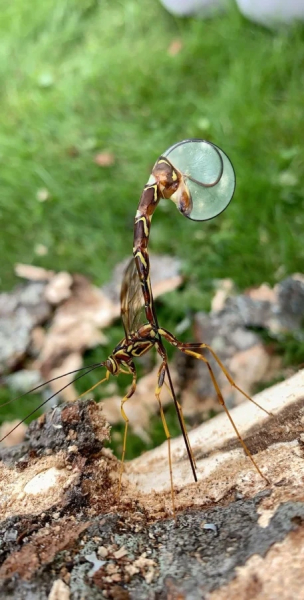 Минута отдыха Красота и уникальность безобидных насекомых, которые только выглядят страшно Животные 
