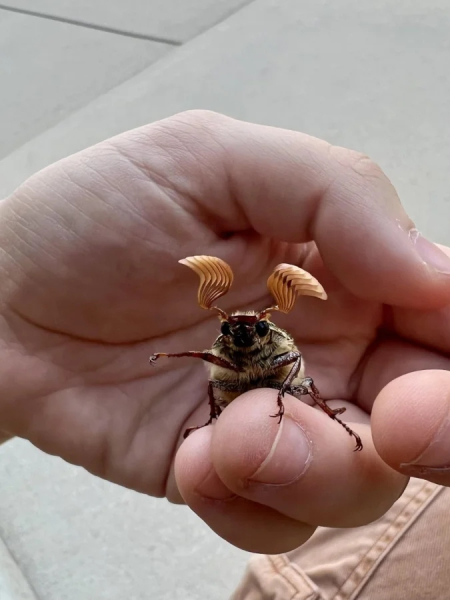 Минута отдыха Красота и уникальность безобидных насекомых, которые только выглядят страшно Животные 