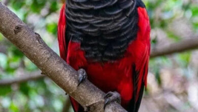 Минута отдыха Опасные обитатели Земли и природные явления, от которых мурашки по коже Животные 