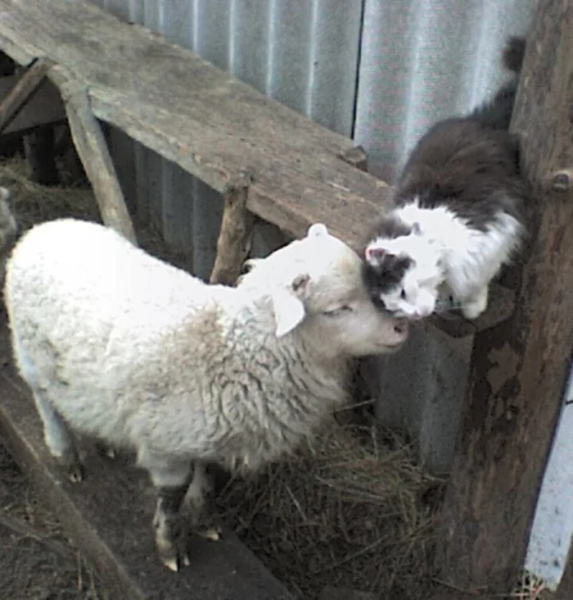 Минута отдыха Трогательные истории дружбы между самыми разными животными Животные Минута отдыха Трогательные истории дружбы между самыми разными животными Животные