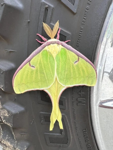 Минута отдыха Красота и уникальность безобидных насекомых, которые только выглядят страшно Животные 