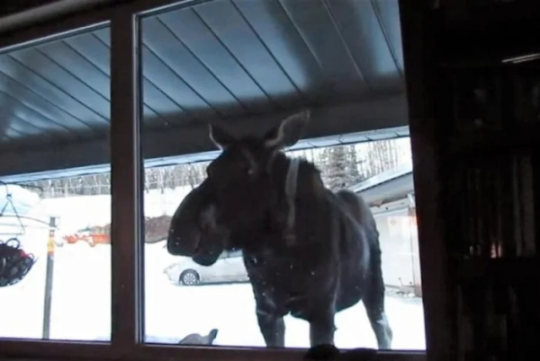 Минута отдыха Нелепые и очаровательные зверюшки, которых невозможно не любить Животные 