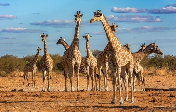 Минута отдыха Пять шокирующих фактов о жирафах, которые вас удивят Животные Минута отдыха Пять шокирующих фактов о жирафах, которые вас удивят Животные