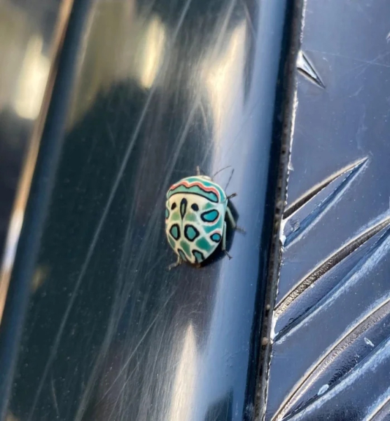 Минута отдыха Красота и уникальность безобидных насекомых, которые только выглядят страшно Животные 