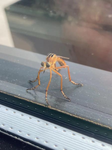 Минута отдыха Красота и уникальность безобидных насекомых, которые только выглядят страшно Животные 