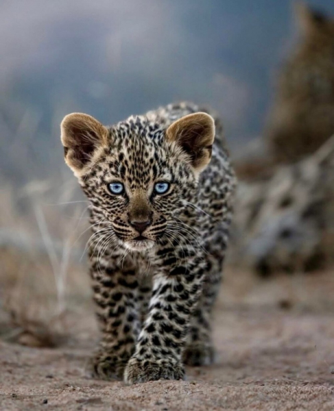 Минута отдыха Впечатляющее многообразие природы в её необычных обитателях Животные 