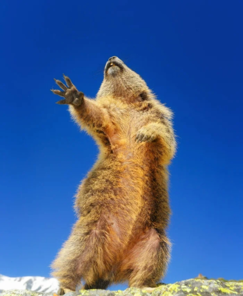 Минута отдыха Нелепые и очаровательные зверюшки, которых невозможно не любить Животные 