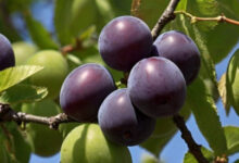 Минута отдыха Как сохранить урожай сливы до созревания: 7 проверенных способов для идеального плода Интересное 