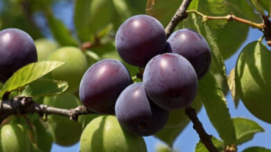 Минута отдыха Как сохранить урожай сливы до созревания: 7 проверенных способов для идеального плода Интересное 