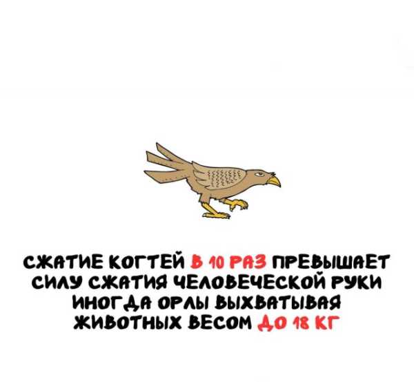 Минута отдыха Интересные короткие факты на все случаи жизни Интересное 