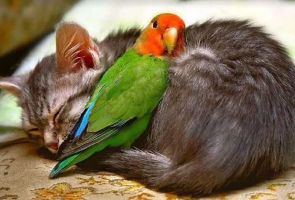 Минута отдыха Сонные объятия животных, которые используют друг друга как подушки Животные Минута отдыха Сонные объятия животных, которые используют друг друга как подушки Животные