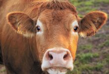 Минута отдыха И тучные стада пасутся Общество 