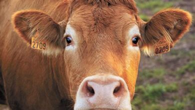 Минута отдыха И тучные стада пасутся Общество 