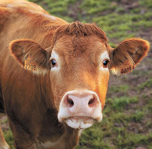 Минута отдыха И тучные стада пасутся Общество 