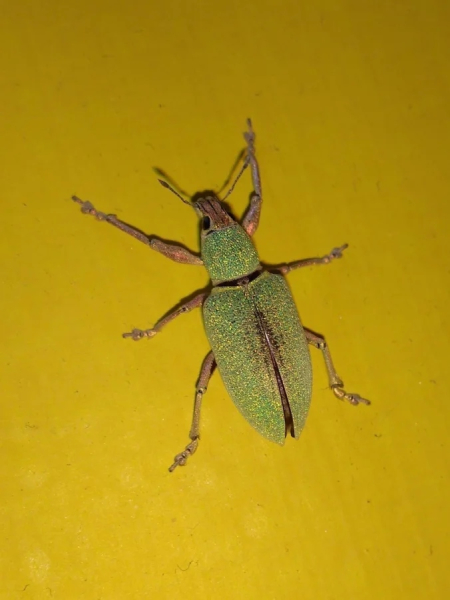 Минута отдыха Красота и уникальность безобидных насекомых, которые только выглядят страшно Животные 