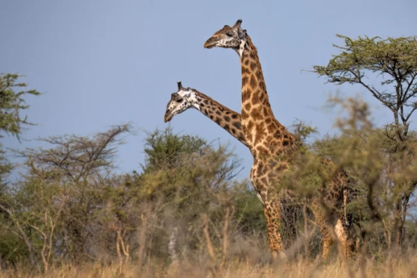 Минута отдыха Пять шокирующих фактов о жирафах, которые вас удивят Животные Минута отдыха Пять шокирующих фактов о жирафах, которые вас удивят Животные