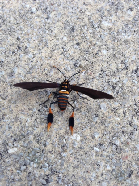 Минута отдыха Красота и уникальность безобидных насекомых, которые только выглядят страшно Животные 