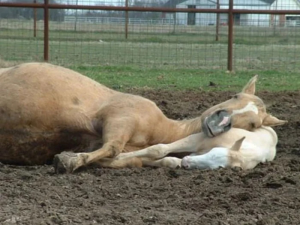 Минута отдыха Сонные объятия животных, которые используют друг друга как подушки Животные Минута отдыха Сонные объятия животных, которые используют друг друга как подушки Животные