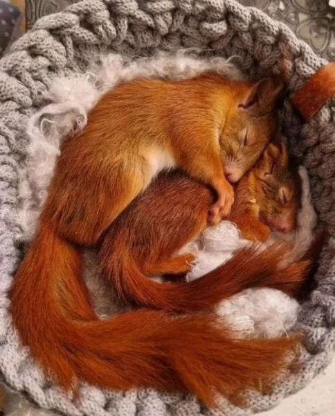 Минута отдыха Сонные объятия животных, которые используют друг друга как подушки Животные Минута отдыха Сонные объятия животных, которые используют друг друга как подушки Животные