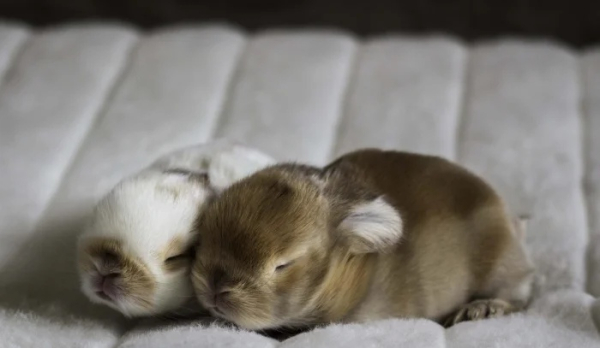 Минута отдыха Сонные объятия животных, которые используют друг друга как подушки Животные Минута отдыха Сонные объятия животных, которые используют друг друга как подушки Животные