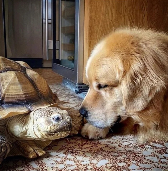 Минута отдыха Трогательные истории дружбы между самыми разными животными Животные Минута отдыха Трогательные истории дружбы между самыми разными животными Животные