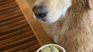 Минута отдыха Нелепые и очаровательные зверюшки, которых невозможно не любить Животные Минута отдыха Нелепые и очаровательные зверюшки, которых невозможно не любить Животные