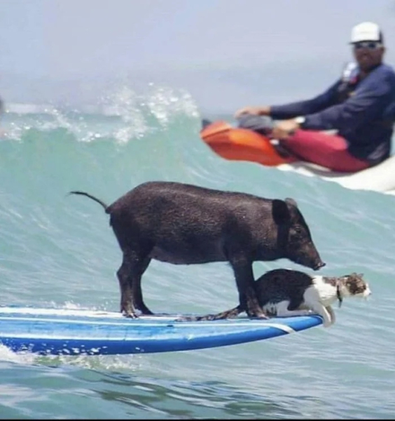 Минута отдыха Нелепые и очаровательные зверюшки, которых невозможно не любить Животные 