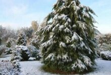 Минута отдыха Иголки без острых углов: гармония хвойных на даче Сад огород 