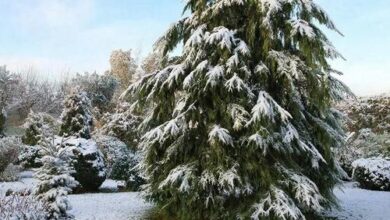 Минута отдыха Иголки без острых углов: гармония хвойных на даче Сад огород Минута отдыха Иголки без острых углов: гармония хвойных на даче Сад огород