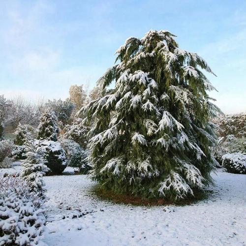Минута отдыха Иголки без острых углов: гармония хвойных на даче Сад огород Минута отдыха Иголки без острых углов: гармония хвойных на даче Сад огород