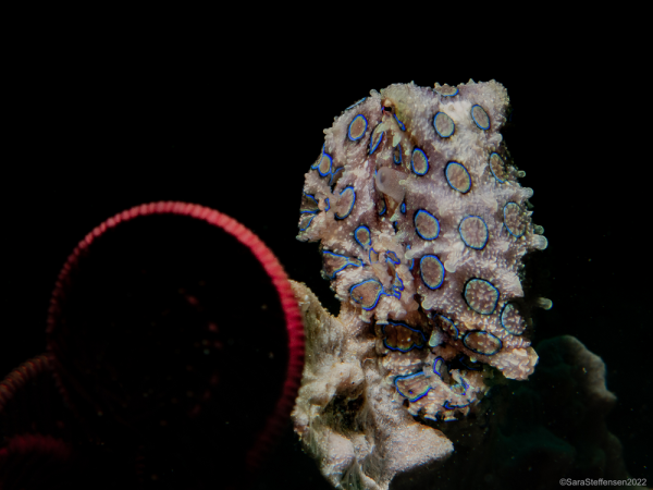 Минута отдыха Синекольчатый осьминог: его яда хватит на 30 человек! Интересное 