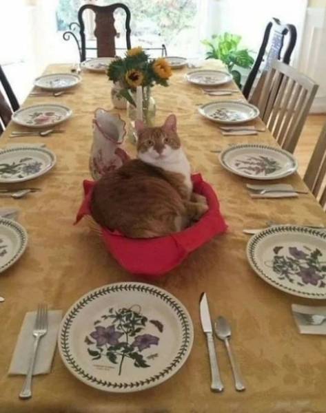 Минута отдыха Необычные и смешные сцены с котиками, которые будто сломали систему Животные 