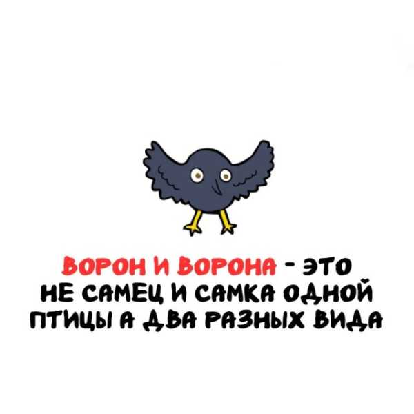 Минута отдыха Интересные короткие факты на все случаи жизни Интересное 