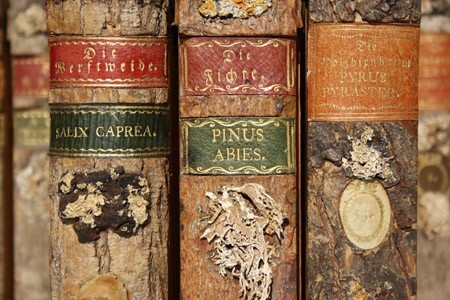 Минута отдыха Ксилотека - уникальное собрание деревянных книг Интересное Минута отдыха Ксилотека - уникальное собрание деревянных книг Интересное