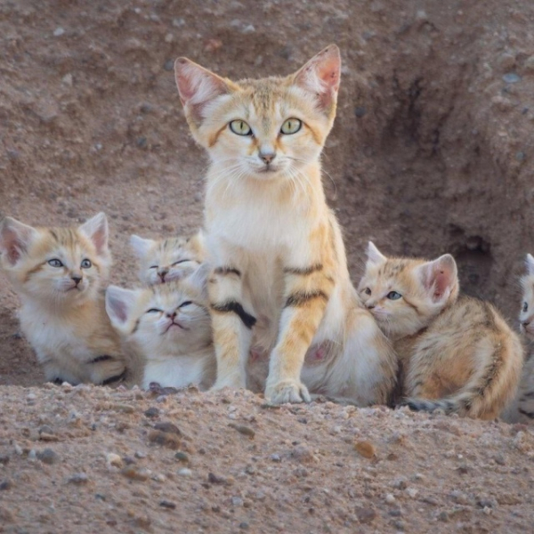 Минута отдыха Приятные снимки разных забавных и милых животных Животные 