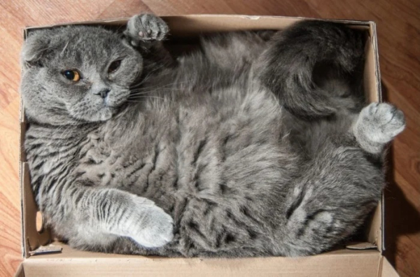 Минута отдыха Необычные и смешные сцены с котиками, которые будто сломали систему Животные 