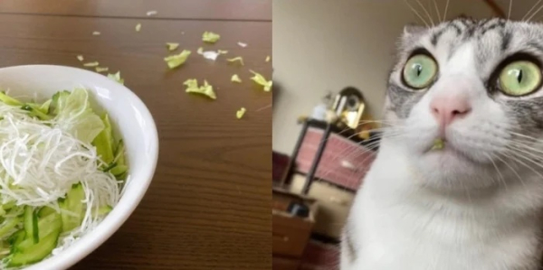 Минута отдыха Невозмутимая дерзость домашних животных, показывающих, кто главный Животные 