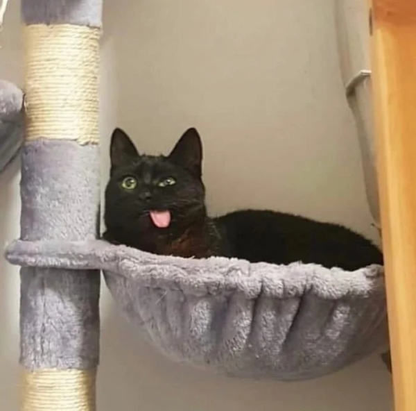 Минута отдыха Необычные и смешные сцены с котиками, которые будто сломали систему Животные 