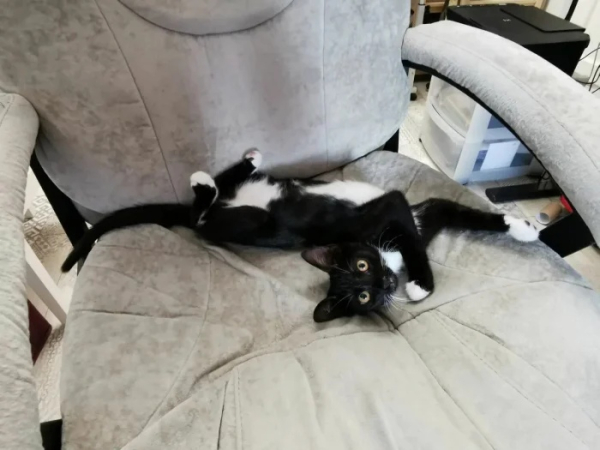 Минута отдыха Необычные и смешные сцены с котиками, которые будто сломали систему Животные 