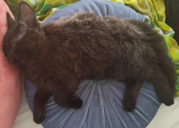 Минута отдыха Забавные способности котиков, которые живут по своим правилам Животные Минута отдыха Забавные способности котиков, которые живут по своим правилам Животные