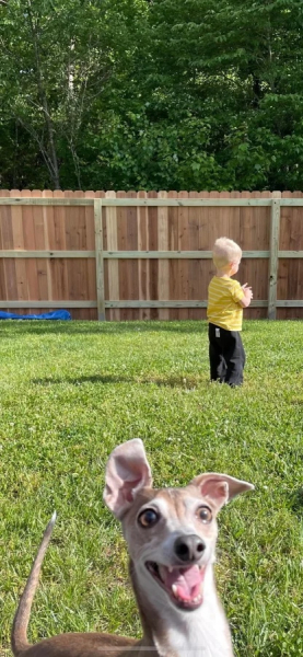 Минута отдыха Смешные «фотобомбы», где питомцы случайно украли весь кадр Животные 