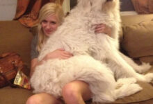 Минута отдыха Уморительные моменты, когда животные неожиданно становятся звездами комедии Животные 