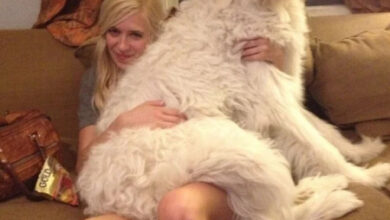 Минута отдыха Уморительные моменты, когда животные неожиданно становятся звездами комедии Животные 