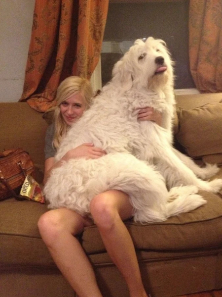 Минута отдыха Уморительные моменты, когда животные неожиданно становятся звездами комедии Животные 