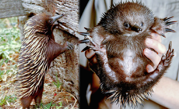 Минута отдыха Для чего ехидна пускает из носа пузыри? Интересное Минута отдыха Для чего ехидна пускает из носа пузыри? Интересное