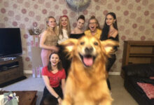 Минута отдыха Смешные «фотобомбы», где питомцы случайно украли весь кадр Животные 