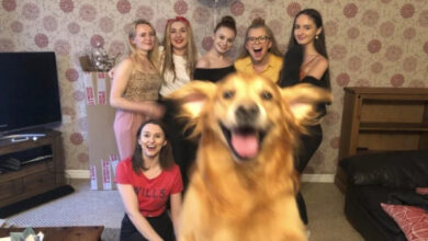 Минута отдыха Смешные «фотобомбы», где питомцы случайно украли весь кадр Животные Минута отдыха Смешные «фотобомбы», где питомцы случайно украли весь кадр Животные