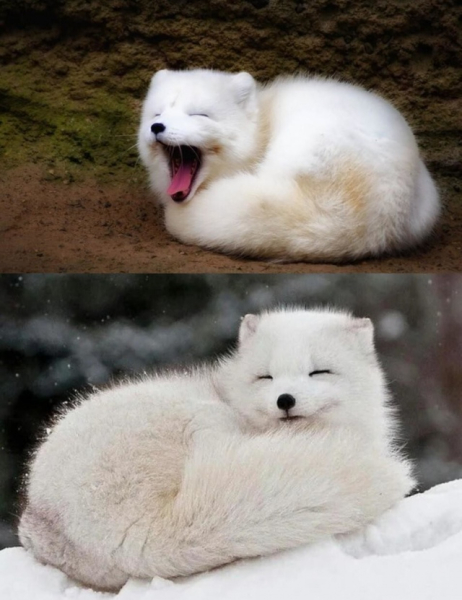 Минута отдыха Приятные снимки разных забавных и милых животных Животные 