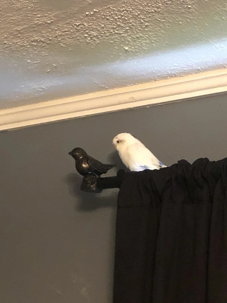 Минута отдыха Уморительные моменты, когда животные неожиданно становятся звездами комедии Животные 